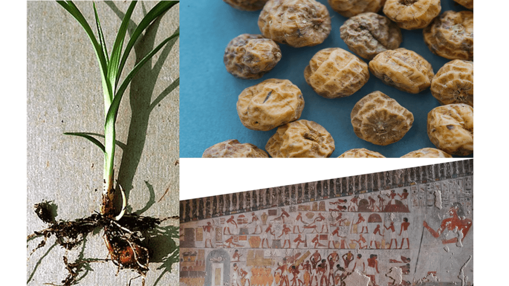 Califia Plant Butter contain tiger nuts (also known as chufa). The image shows the yellow nutsedge plant on the left. Top right is an image of dried tiger nuts. Bottom right is an ancient Egyptian tomb painting showing the preparation of tiger nuts.  
