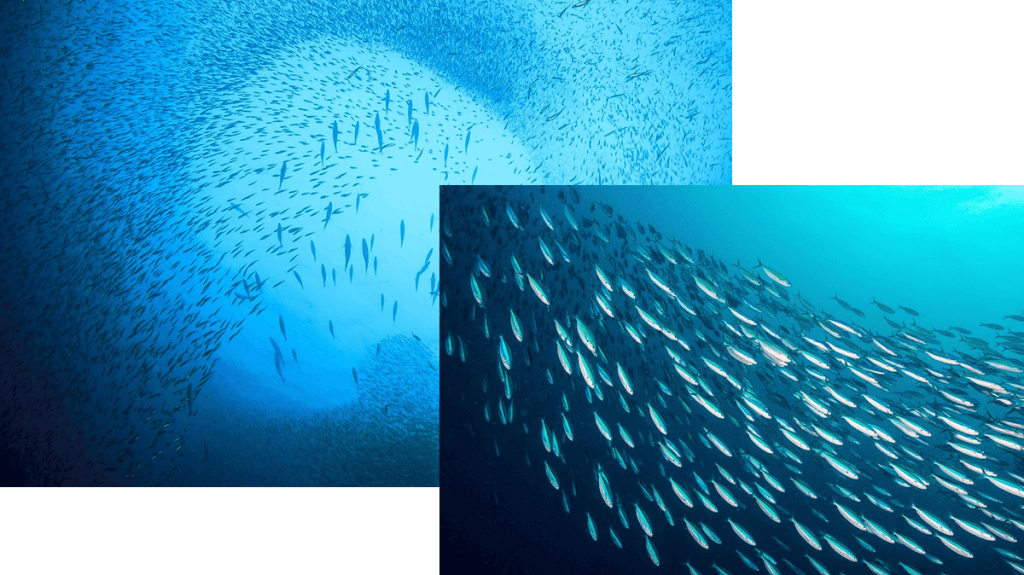 Two images show sardines swimming in schools. Season sardines – sustainable food for a cat?