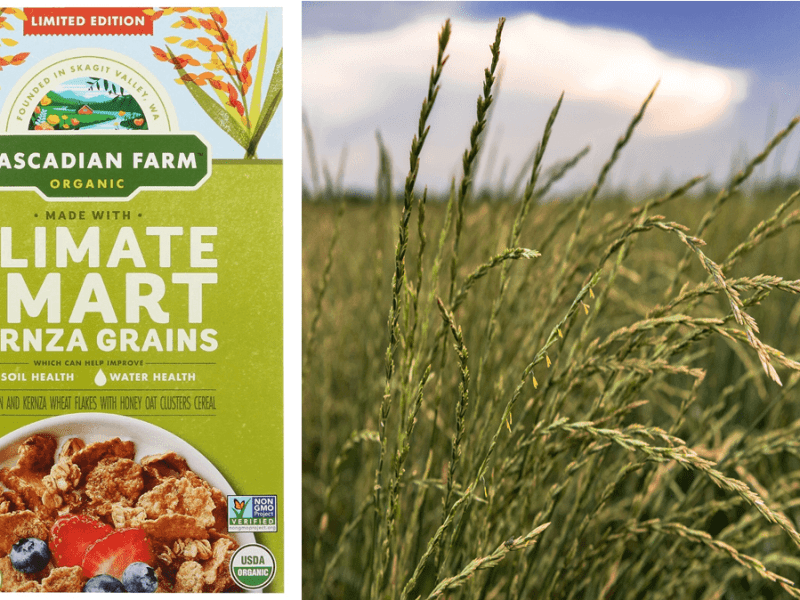Cascadian Farm Climate Smart cereal – what’s the deal with&nbsp;Kernza?