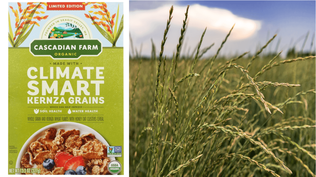 Cascadian Farm Climate Smart cereal – what’s the deal with Kernza?