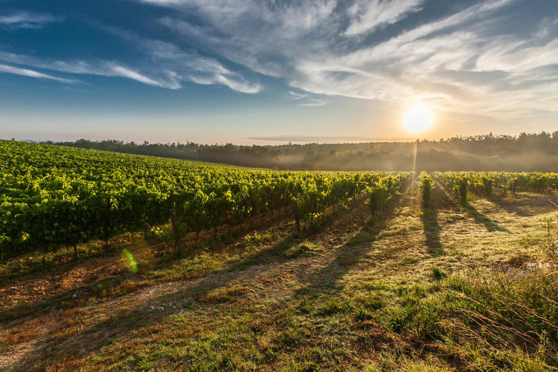 Grocery Outlet wine sale, Spring 2025 – Top wines to try