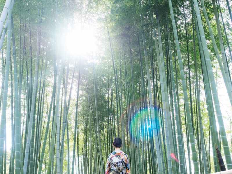 Should you buy bamboo TP? Ethical rating for Galaxy&nbsp;Green